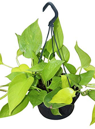 Indoor Plant -Scindapsus 'Golden Pothos' - in a 15cm Hanging Pot & Approx 30cm Long