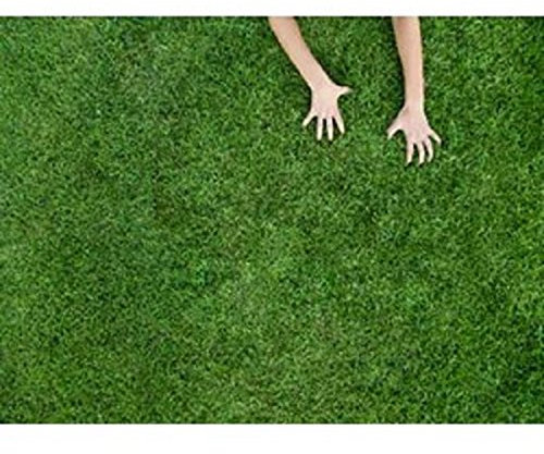 Seme prato rustico 5kg Poa pratense - loietto perenne e festuca rubra