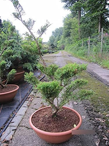 Bonsai - Mintfarbener Gartenwacholder Mint Julep - Juniperus media - 80-100cm