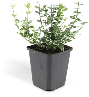 Bodendecker - Kriechspindel - Euonymus fortunei 'Emerald Gaiety' - 9cm Topf - Set mit 12 Pflanzen