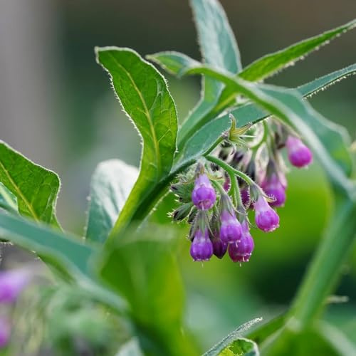 beinwell gartendeko für draußen beinwell kräutergarten küche geschenk heilkräuter nachhaltige geschenke pflanzensamen wildblumen kräuterpflanzen balkon kräutergarten indoor 130samen