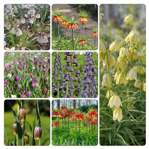 bulbi imperiale coronata Bulbos resistentes al Parterres elevados el 22pcs