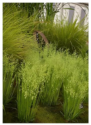 Stauden Gänge 3 x Briza media im 1 Liter Topf (Ziergras/Gräser/Winterhart/Mehrjährig/Staude/Stauden) Mittleres Zittergras - Zartes Ziergras, das den Wind tanzen lässt - sehr Pflegeleicht