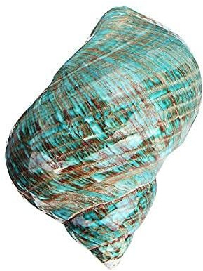 BBASILIYSD 9-12 cm de gran tamaño pulido Turbo Shell Turbo Verde Conchas Decoración Acuario Original Mar Decoración del Hogar Natural Craf Caracol