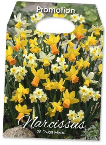 Zwerg-Narzissen-Mix 1kg Blumenzwiebeln | 25-35cm Wuchshöhe | April-Mai Blüte | Urban Gardening Kübel