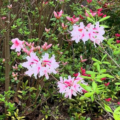 semillas resistentes de azalea de jardín resistentes rododendro Arbustos, orgánicas, variedades antiguas, comprar, interior, 300pcs