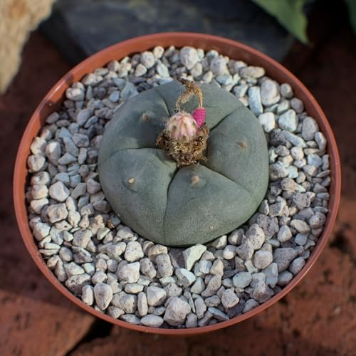 Lophophora williamsii, peyote 4cm