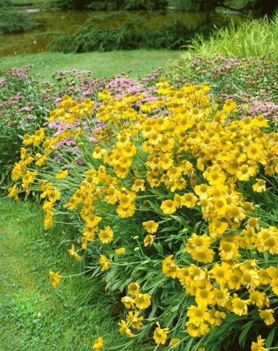 Helenium x cultorum 'Sonnenwunder' 11x11 cm Topf – Winterhart, Mehrjährig, Pflegeleicht – Sonnenbraut – Staude für Beet & Garten