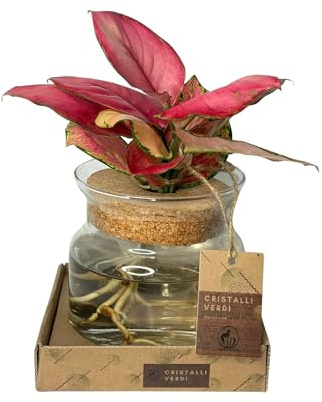 I GIARDINI DI GIULIA - Pianta Vera di Aglonema 'Red Anjamani' in Idrocultura, Foglie Rosse, Vaso di Vetro Trasparente, Ornamentale, Facile da Mantenere