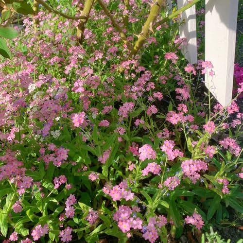 semillas de nomeolvides,semillas de nomeolvides,Decoración de jardín,muy amigable con las abejas y los insectos.de interior,bellamente brillantes con 200pcs