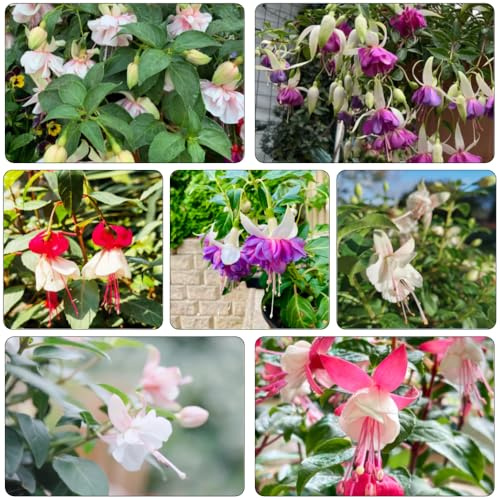 Fuchsiensamen gartenblumen mehrjährig winterhart balkonpflanzen frühling frühlingsblumen Fuchsien wildblumen balkonblumen blumengarten blumensamen kaufen büropflanzen blumenwiesensaat 85samen