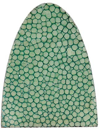 Felex Pfeilauflage aus Leder grün 3 / stabiles Rochenleder/selbstklebend/Stigray Polished