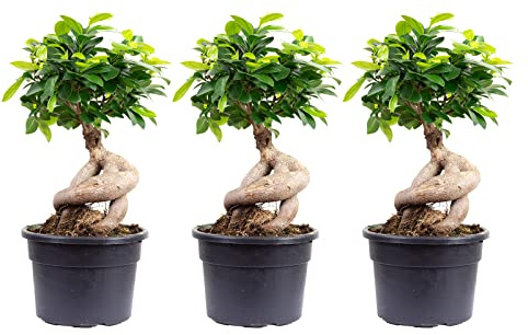 3er-Set Chinesische Feige - echte Zimmerpflanze, Ficus Ginseng - Höhe ca. 40 cm, Topf-Ø 17 cm