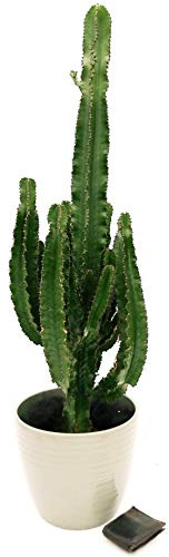 POWERS TO FLOWERS - EUPHORBIA VULCANA ERITREA, SPINA DI CRISTO, CACTUS DEL FREDDO IN VASO CERAMICA, vaso 30cm altezza 130cm, pianta vera