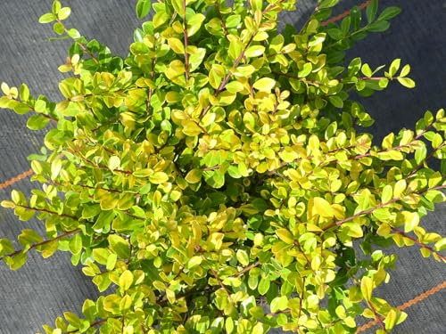Ilex crenata Golden Gem - Japanischer Goldilex - Gelber Berg-Ilex - Gelbe Stechpalme - Größe 40-50cm