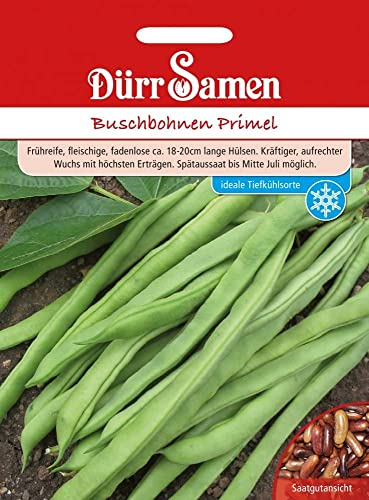Dürr-Samen - Buschbohnen Primel Saatgut