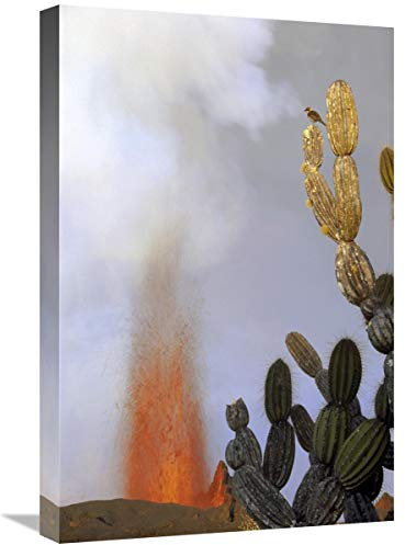 Global Gallery Galápagos ruiseñor sobre el candelabro Gigante Cactus Cerca de la erupción, Galápagos, Arte en Lienzo, 40,6 x 61 cm