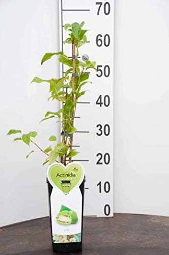 Pianta di Actinidia Arguta Issai Mini Kiwi Autofertile