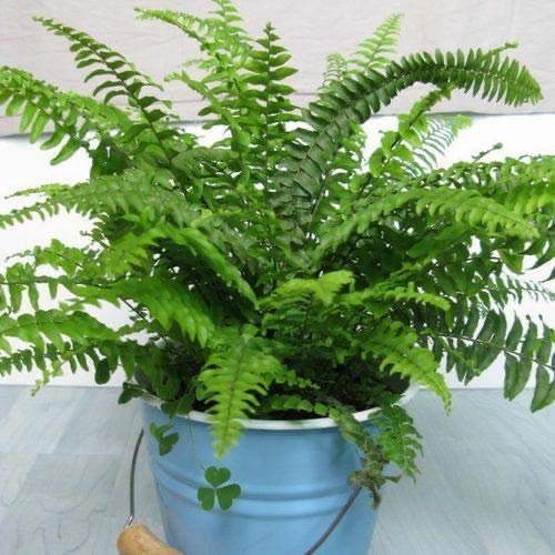 Boston Fern Mini planta en una olla de 9 cm, perfecta para principiantes o niños.