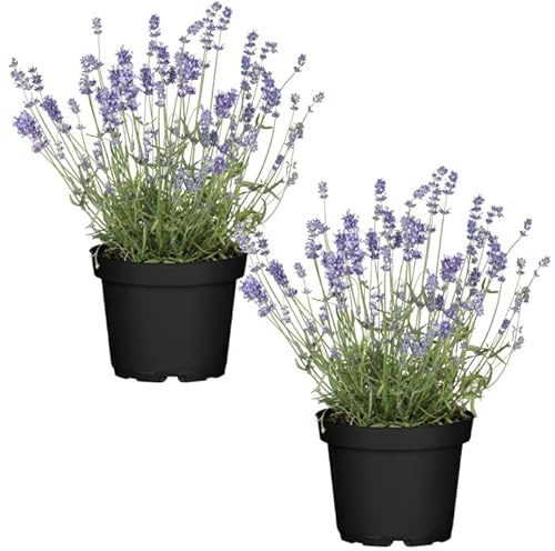 Duo de Plantas de Lavanda - Plantas Premium DECOALIVE - Hierbas Naturales para Huerto Urbano - Plantas Aromáticas