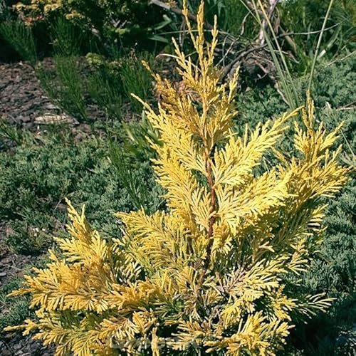 Leyland Zypresse Gold Rider 60-80cm - Cupressocyparis leylandii - lebende Gartenpflanze aus den Baumschulen