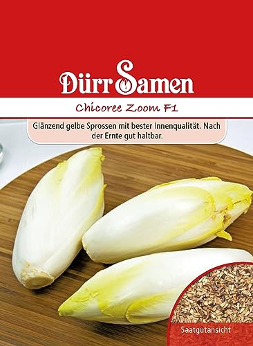 Chioree Samen Zoom F1 Gelber Chicoreesamen Salat ca 100 Korn Saatgut Gut Haltbar Balkon Garten Hochbeet Kübel Dürr Samen