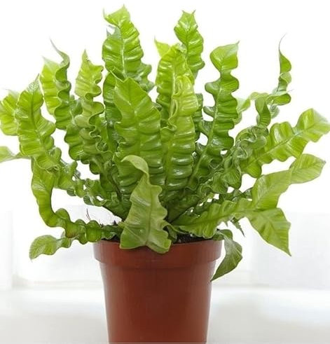 Asplenium 'Crispy Wave' - Birds Nest Fern - houseplant | Approx 20-25 cm Tall | Pot 12 cm