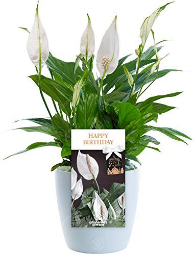 Happy Birthday Peace Lily - Celebrate Someone Special's Birthday with a Unique Living Plant Gift