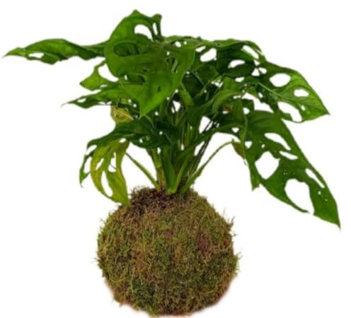 Planta natural Kokedama de Monstera Obliqua, 30-35 cm. Dracaena, Kokedama Gold Coast. Planta en bola de musgo, con hojas verdes y doradas. Segura Garden.
