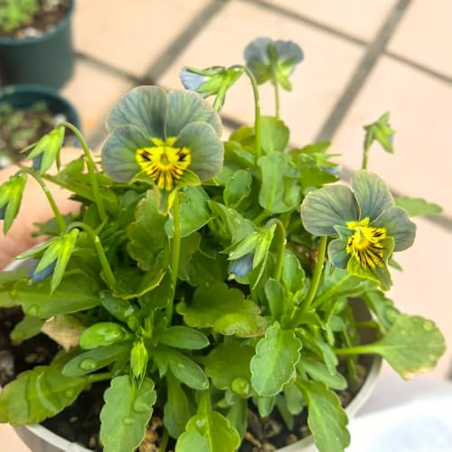 viola cornuta - giardino interni decorazione semi decorazione tagliati selvatici balcone primavera 15pcs