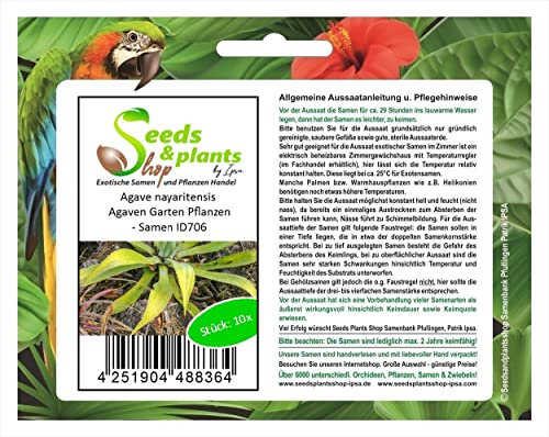 Stk - 10x Agave nayaritensis Agaven Garten Pflanzen - Samen ID706 - Seeds & Plants Shop by Ipsa