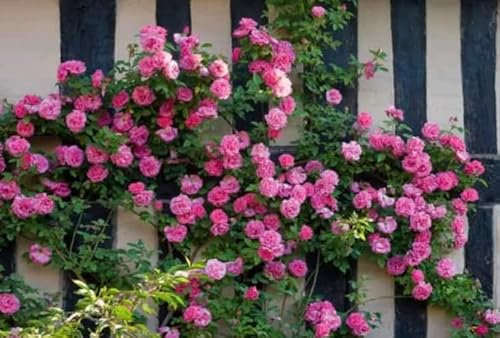 “Zephirine Drouhin” Climbing Rose Plant in A 3 Litre Pot-Gorgeous Pink Rose- Thorn Less