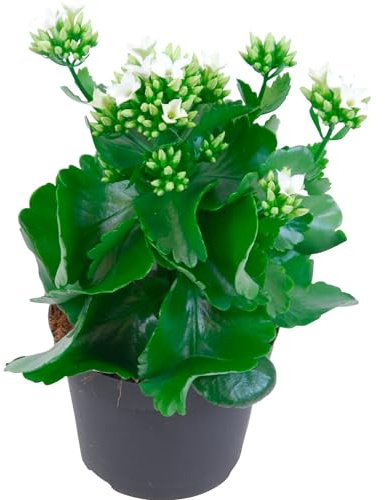 Planta Navidad - Kalanchoe Adorna tu Espacio con Flores Naturales
