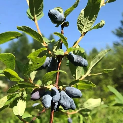 semi di mirtillo siberiano honeyberry, copertura del terreno, per giardino perenni resistenti, 50pcs