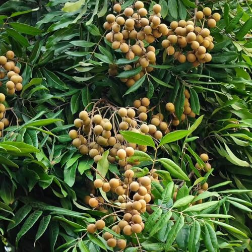 dimocarpus, longan - bio obstbäume kaufen hochbeet bonsaibaum baumsamen gartendeko für draußen gartenpflanzen winterhart mehrjährig hecken sträucher deko wohnzimmer topfpflanzen 6samen