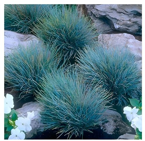 Stauden Gänge 10 x Festuca glauca 'Elijah Blue' Blauschwingel winterhart | Blaues Ziergras für Sonne, Blüte Juni bis Juli, mehrjährig, 1 L Topf (11x11 cm)
