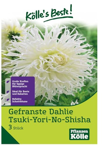 Kölles Beste Dahlie 'Tsuki-Yori-No-Shisha', weiß, 3 Blumenknollen