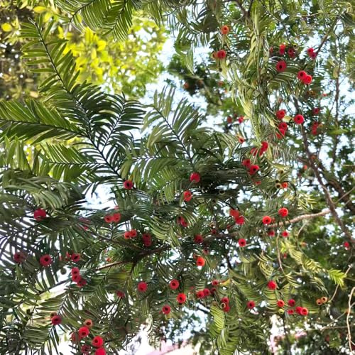 semi di taxus baccata - vecchie varietà decorazione cucina giardino appartamento rare aiuole rialzate interno 200pcs