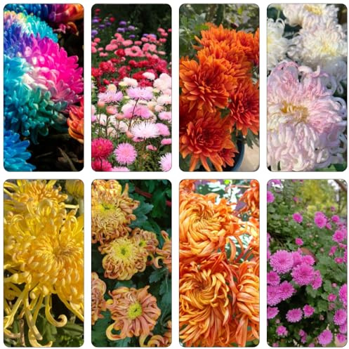 crisantemo semi selvatici, autunno balcone resistenti semi reali perenni autunno resistenti giardino rocce 1000pcs