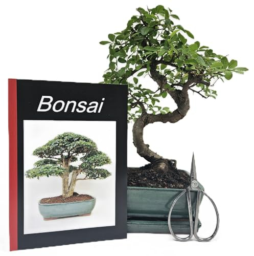 Genki-Bonsai Starterset Chinesische Ulme ca. 30 cm – 4-teiliges Bonsai Komplettset mit Schere, Untersetzer & Bonsaibuch – pflegeleichter Indoor-Zimmerbonsai für Anfänger & Fortgeschrittene