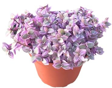 Live Succulent 4 Callisia Repens Pink Lady Turtle Vine, Succulents Plants Live Fully Rooted House Plant for Home Office Decoration, DIY Projects by The Succulent Cult