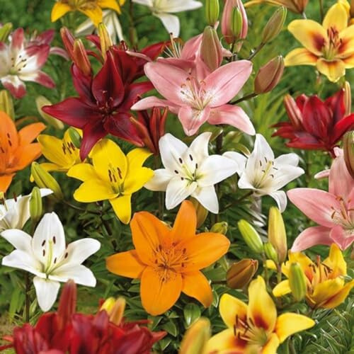 Lilium,Lirio Blanco/naturales/Embellecer el entorno,horticultura,Decoración Del jardín.-4Pcs-G