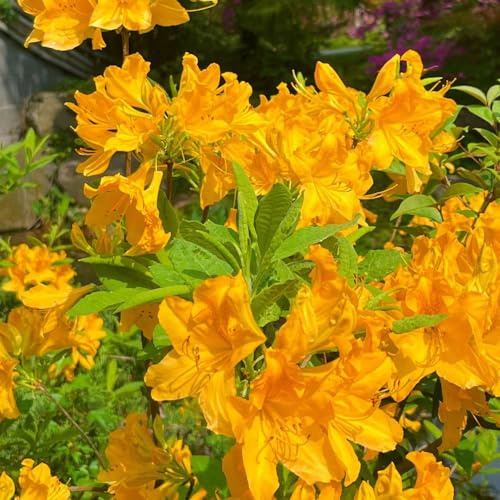 Semi di rododendro e azalea - giardino di arbusti semi selvatici decorazioni da giardino per esterni per giardinieri estivi raro resistenti giardini rocciosi 80pcs