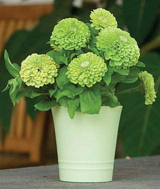 ZINNIA A FIOR DI DAHLIA VERDE NR.100 SEMI