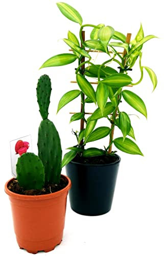 POWERS TO FLOWERS - ORCHIDEA VANIGLIA XL e FICO D'INDIA OPUNTIA A FRUTTO ROSSO, Piante Vere
