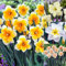 Bulbos De Narciso,Planta Perenne Aire Fresco,DecoracióN Del Dormitorio,Bulbos De Flores, Planta De Narciso,Fragancia Pura,Narciso.-8bulbos-A