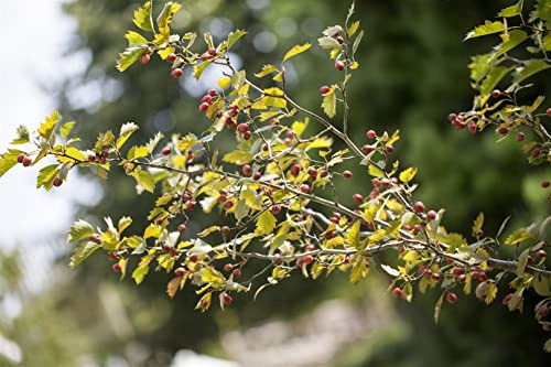 Crataegus monogyna 40–60 cm – Winterhart, Mehrjährig, Pflegeleicht – Eingriffeliger Weißdorn – Heckenpflanze für Garten & Sichtschutz