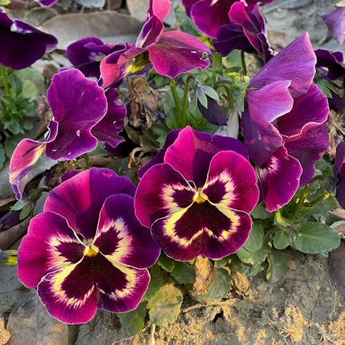 semillas de pensamiento resistentes - pleno sol plantando temprana Decoración 50pcs