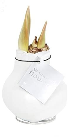 Waxz® Amaryllis Zwiebel gewachst, (Hippeastrum Hybride), rotblühend,keine Pflege nötig, (Weiß)