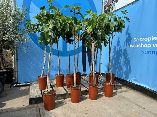 Sunny Tree - Feigenbaum - Ficus Carcia - 160 Zentimer - Obstbaum - Pflanze - Süße essbare Feigen - 8 jahre alt
